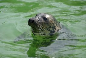 sea seal in green water