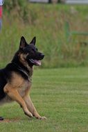 German Shepherd Dog on the green grass
