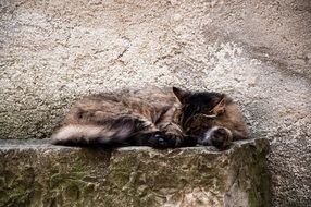 Cat Borgo