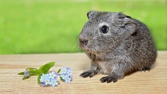 guinea pig on a board near the flowers