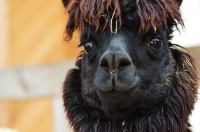 Lama closeup