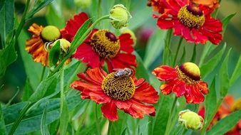 Bee on red helenium Flower