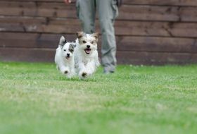sweet small dogs run