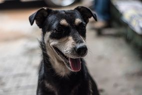 dog with his tongue hanging out close-up on blurred background