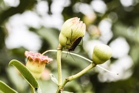 insect on spring flowering plant close up