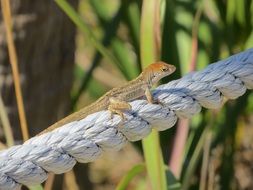 Close up photo of small lizard is on a rope
