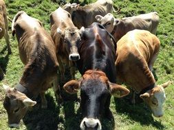 cattle on pasture on a sunny day