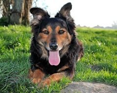 Portrait of herding dog