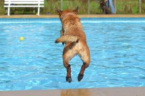 domestic Dog jumping in swimming Pool