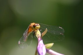 closeup picture of cute lovely DragonFly