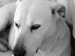 resting dog in black and white