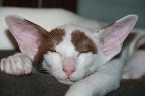 Sleeping tired cat