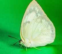 white butterfly on a green background