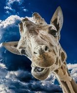 portrait of a chewing giraffe