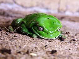 lying figure of a green frog