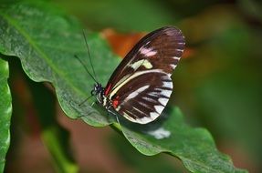 charming butterfly on the green leaf