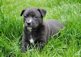 black doggie is lying on the grass