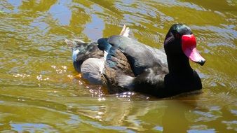 Mallard in the lake