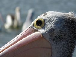 Portrait of Pelican