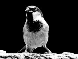 Sparrow looking straight, black and white