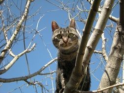 Cat on a tree branch