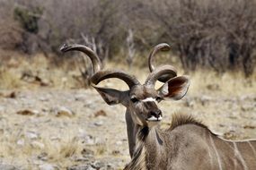 kudu buck in Namibia