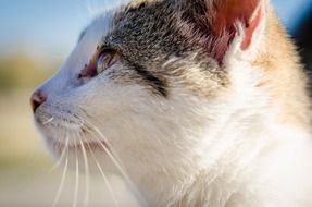 Cat head close up, side view