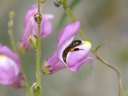 honey bee in Snapdragon flower