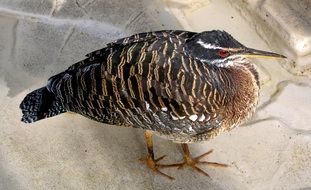 tropical bird striped plumage