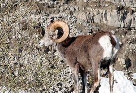 photo portrait of a mountain goat
