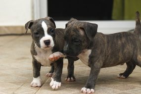 delectable Puppies Dogs