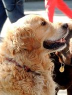 golden retriever at the show