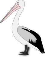 Pelican bird clipart