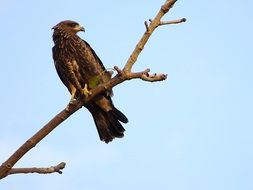 Falcon on the tree