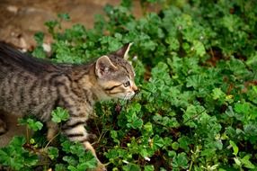 Kitten Feline Animal