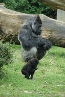 photo of the gorilla in the zoo