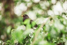 Blackbird on a tree in the middle of the leaves