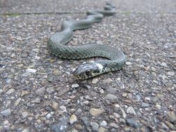 non-hazardous snake on the road