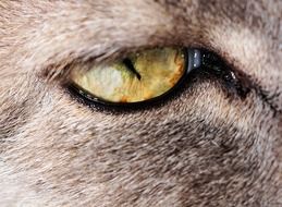 Cat's eye