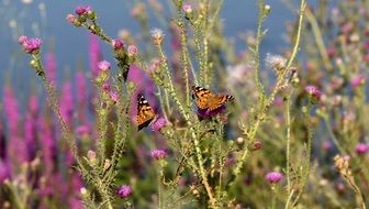 butterflies on the summer meadow