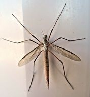 Crane fly in the late summer