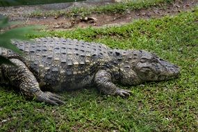 Sleep alligator on grass