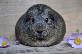 picture of the Guinea Pig