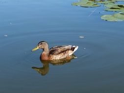 unmatched Mallard Duck