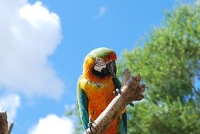 colorful tropical parrot in nature