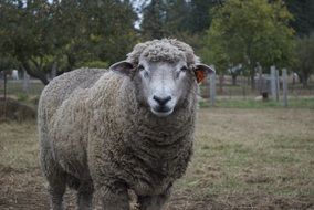 sheep on a farm close up