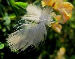 White soft feather