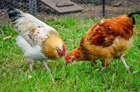 chickens on green grass