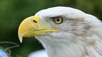 White Tailed Eagle close-up portrait
