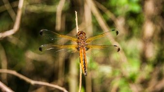 Dragonfly summer portrait Macro